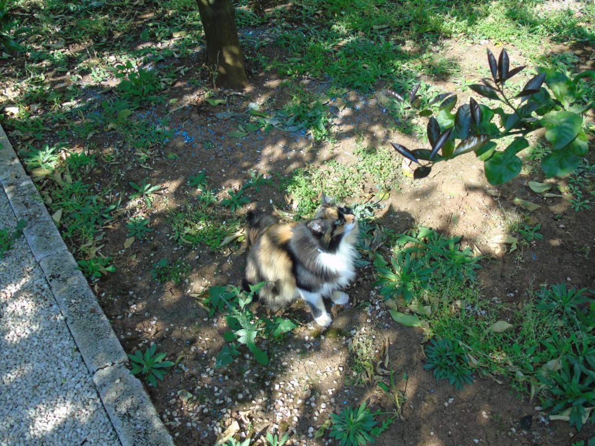 Villa Tonia ファザーノ エクステリア 写真